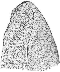 Tridontium tasmanicum, leaf apex. Drawn from W. Martin, 9 Jan. 1945, CHR 545819.
 Image: R.C.Wagstaff © Landcare Research 2024  CC-BY 4.0